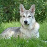 1630207366 725 Saarloosin susi