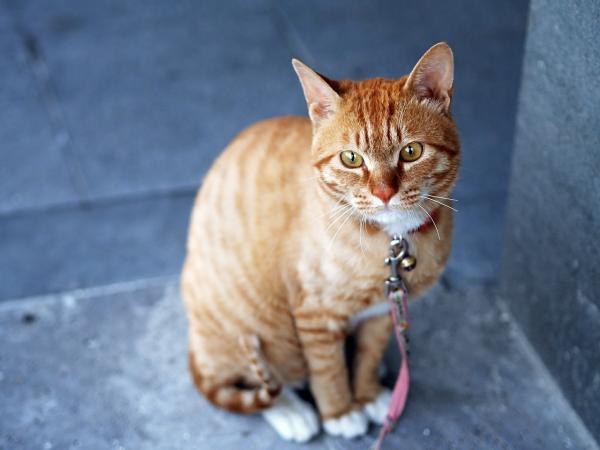 Vinkkejä eksyneen kissan adoptointiin - juokseeko hajoava kissa karkuun?