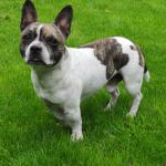 1630221734 31 Bullhuahua