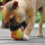 1630221734 500 Bullhuahua