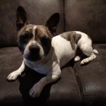 1630221734 714 Bullhuahua