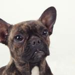 1630221734 727 Bullhuahua