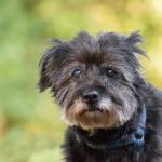 1630230747 219 Yorkie kakka tai yorkipoo