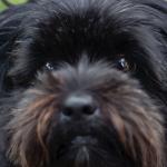 1630230747 223 Yorkie kakka tai yorkipoo