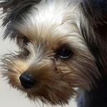 1630230747 264 Yorkie kakka tai yorkipoo