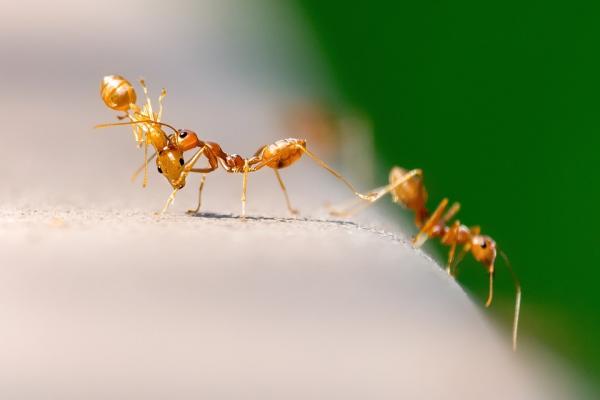 Kuinka tehdä kotitekoinen muurahaispesä?  - Muurahaisten hoito kotona