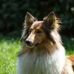1630243843 161 Pitkakarvainen collie