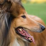 1630243843 467 Pitkakarvainen collie