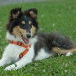 1630243843 487 Pitkakarvainen collie