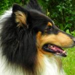 1630243843 637 Pitkakarvainen collie
