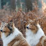 1630243843 695 Pitkakarvainen collie