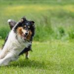 1630243843 696 Pitkakarvainen collie