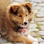 1630243843 722 Pitkakarvainen collie
