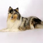 1630243843 849 Pitkakarvainen collie
