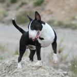 1630256209 264 Miniatyyrinen englantilainen bullterrieri