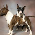 1630256209 335 Miniatyyrinen englantilainen bullterrieri