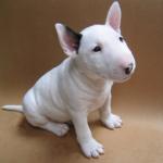 1630256209 601 Miniatyyrinen englantilainen bullterrieri