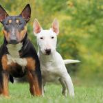 1630256209 728 Miniatyyrinen englantilainen bullterrieri