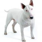 1630256209 973 Miniatyyrinen englantilainen bullterrieri