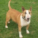 1630256210 137 Miniatyyrinen englantilainen bullterrieri