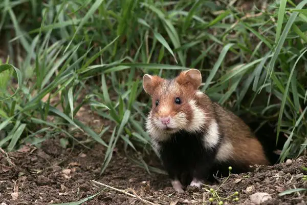 Kuinka kauan hamsteri elää?  - Kuinka kauan villit hamsterit elävät?