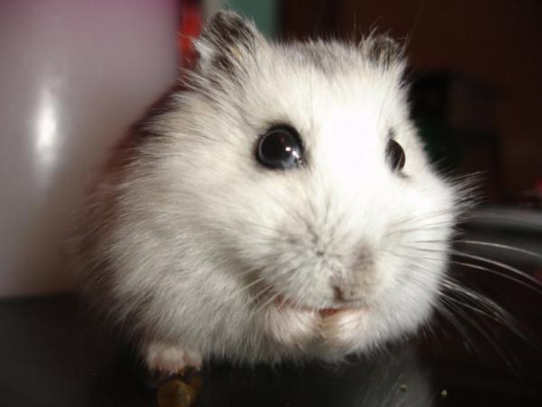 Kuinka kauan hamsteri elää?  - Kuinka kauan venäläinen hamsteri elää?