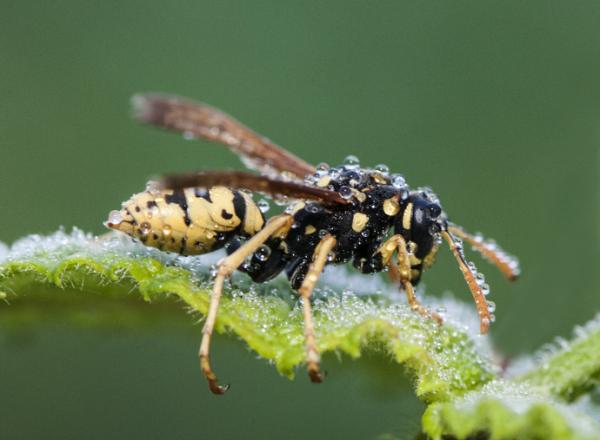 Maailman 10 myrkyllisintä hyönteistä - 6. Pahvilaatikko (Polistes dominula)
