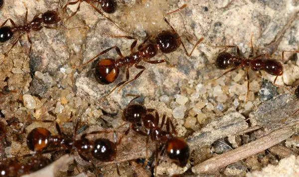 Maailman 10 myrkyllisintä hyönteistä - 7. Musta palomuurahainen (Solenopsis richteri) 