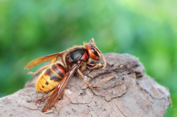 Maailman 10 myrkyllisintä hyönteistä - 9. Euroopan hornet (Vespa crabro)