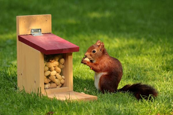 Kaikki oravan ruokinnasta - Aikuinen ja vauva - Siemenet ja pähkinät