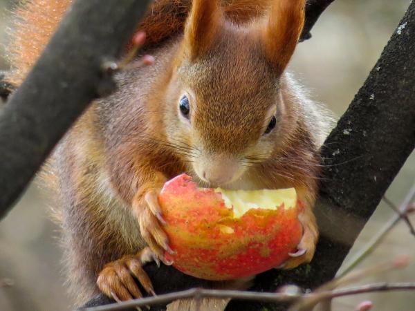 Kaikki oravan ruokinnasta - Aikuinen ja vauva - Kuinka ruokkia orava?