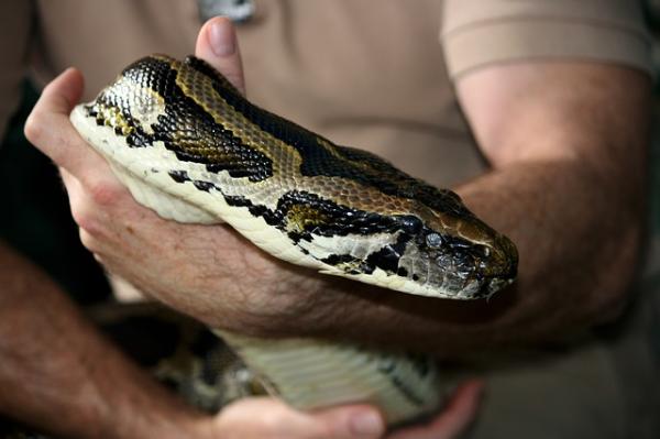 Python lemmikkieläiminä - matelijoiden ystävät