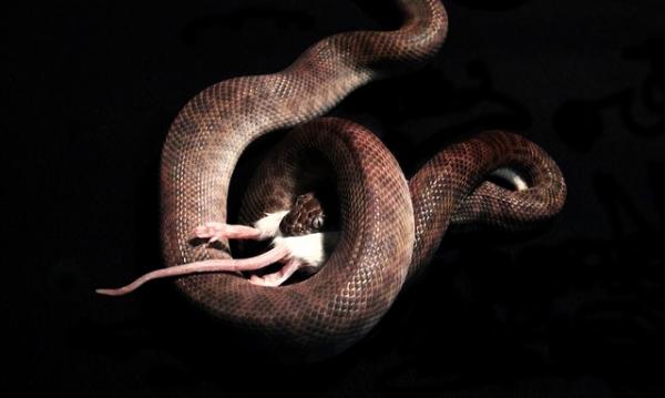 Python lemmikkinä - syyt, miksi pythonia ei suositella kotona