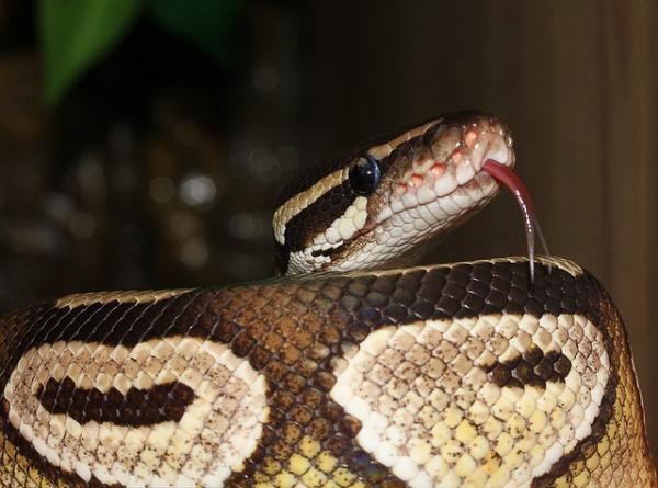 Pet Python Snake - Lopullinen päätös: Haluan Pythonin hinnalla millä hyvänsä