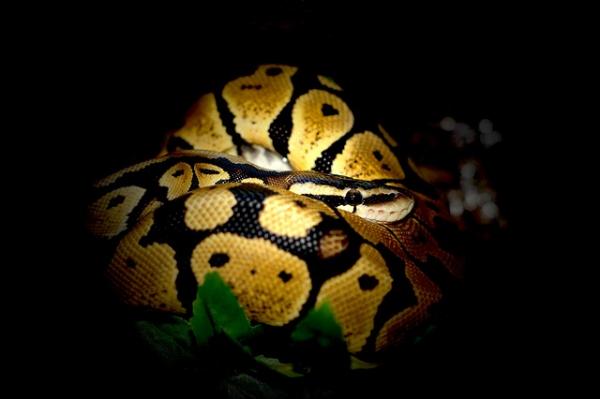 Python lemmikkinä - eläinten luonne 