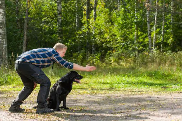 Miksi koirat hukkuvat kuolleisiin eläimiin?  - Kuinka estää koiria menemästä kuolleisiin eläimiin?