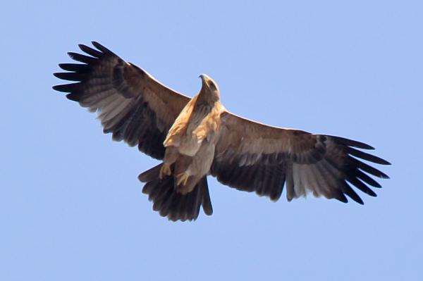 Iberian niemimaan eläimistö - 3. Iberian Imperial Eagle 