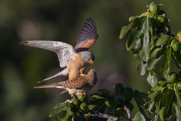 Iberian niemimaan eläimistö - 4. Pieni Kestrel 