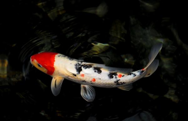 Carassius Fish Care Tips - Olen aloittelija, sopiiko tämäntyyppinen kala minulle?