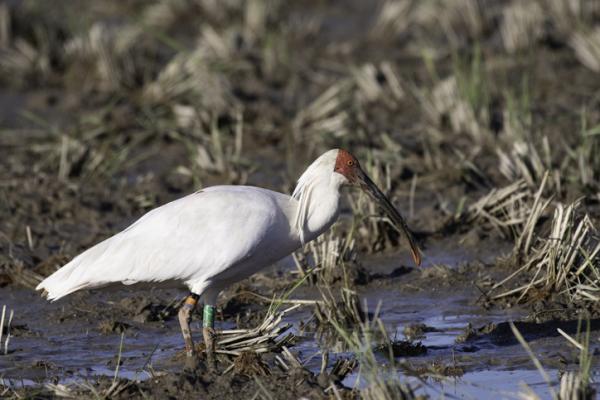 Eläimet, jotka ovat vaarassa kuolla sukupuuttoon Aasiassa - Nippon ibis tai harjakas ibis (Nipponia nippon)