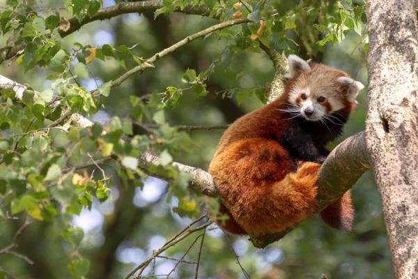 Uhanalaiset eläimet Aasiassa - Punainen Panda (Ailurus fulgens)