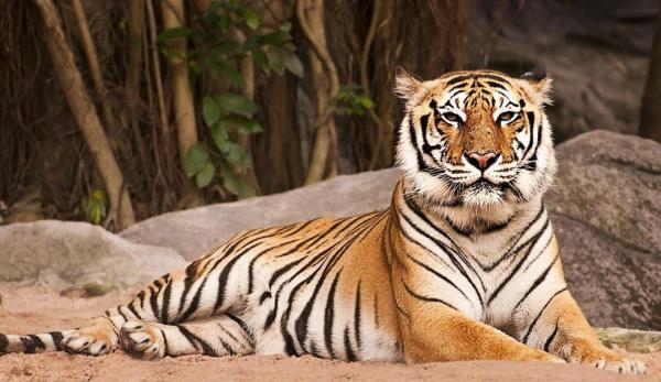 Uhanalaiset eläimet Aasiassa - Bengalin tiikeri (Panthera tigris tigris)
