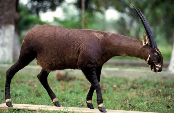 Uhanalaiset eläimet Aasiassa - Saola tai Vu Quang -härkä (Pseudoryx nghetinhensis)