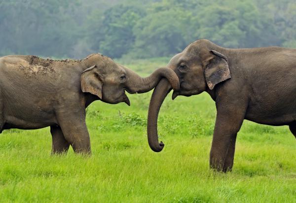 Uhanalaiset eläimet Aasiassa - Aasian norsu (Elephas maximus)