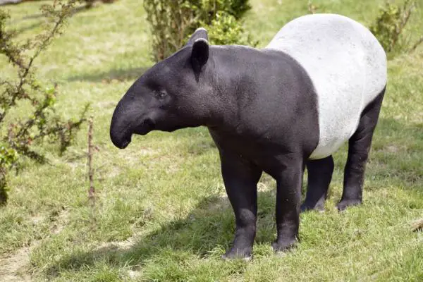 Eläimet, jotka ovat vaarassa kuolla sukupuuttoon Aasiassa - Malayan Tapir (Tapirus indicus)