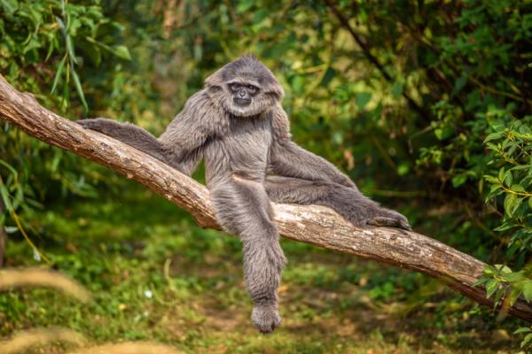 Uhanalaiset eläimet Aasiassa - Silver Gibbon (Hylobates moloch)