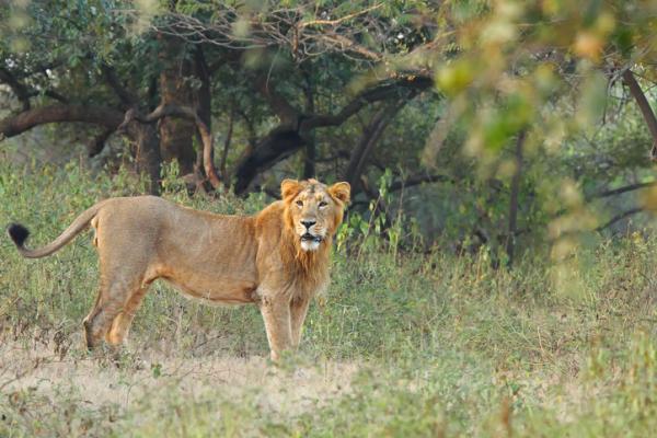 Uhanalaiset eläimet Aasiassa - Aasian leijona (Panthera leo persica)