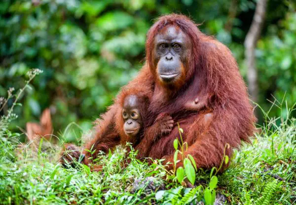 Uhanalaiset eläimet Aasiassa - Bornean orangutan (Pongo pygmaeus)