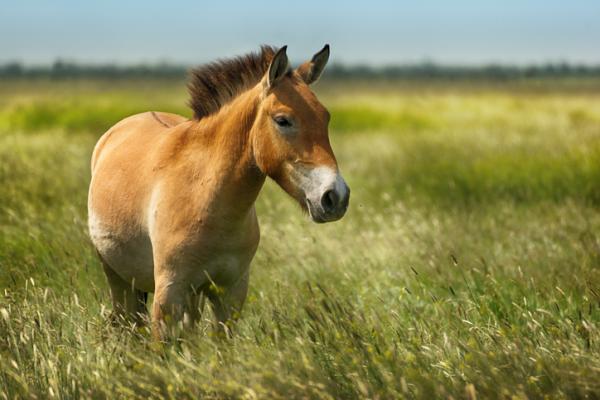 Eläimet, jotka ovat vaarassa kuolla sukupuuttoon Aasiassa - Mongolian villihevonen (Equus ferus przewalskii)