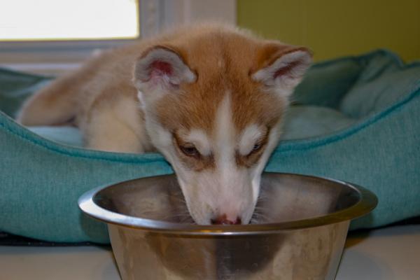 Siperian husky -pentun ruokinta ja hoito - Siperian husky -pentun ruokinta